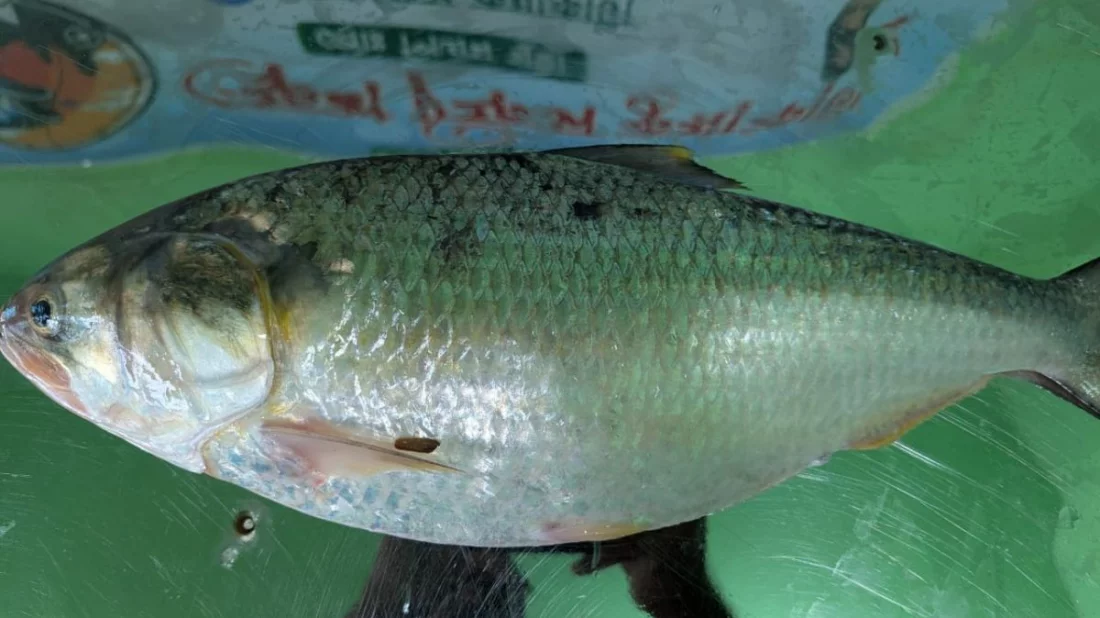 এক ইলিশের দাম প্রায় ৯ হাজার টাকা